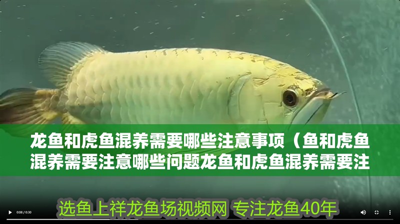 龍魚(yú)和虎魚(yú)混養(yǎng)需要哪些注意事項(xiàng)（魚(yú)和虎魚(yú)混養(yǎng)需要注意哪些問(wèn)題龍魚(yú)和虎魚(yú)混養(yǎng)需要注意哪些問(wèn)題）