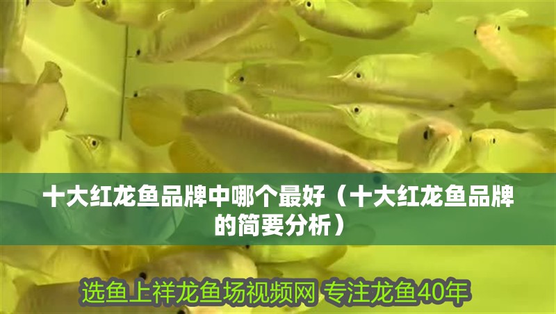 十大紅龍魚品牌中哪個(gè)最好（十大紅龍魚品牌的簡要分析）