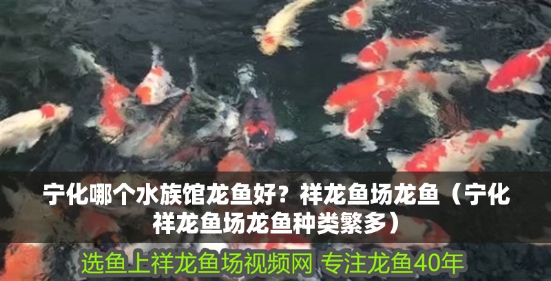 寧化哪個水族館龍魚好？祥龍魚場龍魚（寧化祥龍魚場龍魚種類繁多）