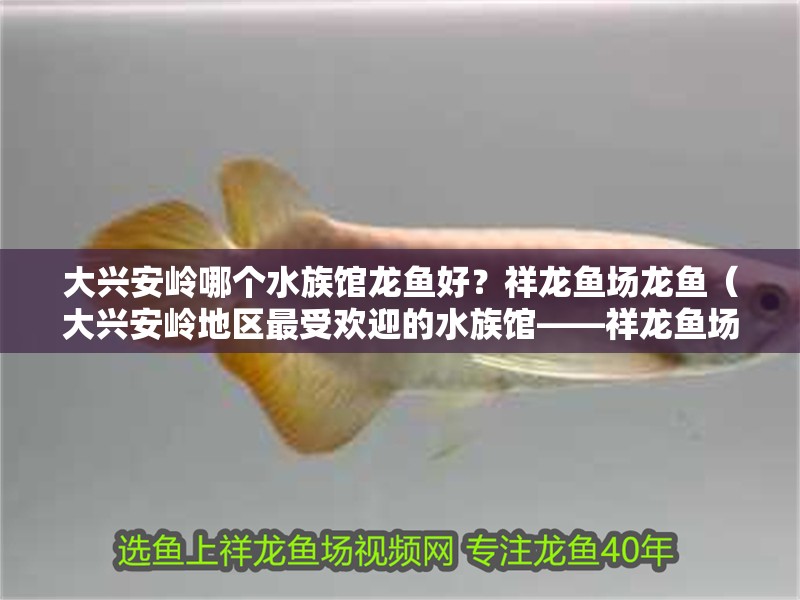 大興安嶺哪個水族館龍魚好？祥龍魚場龍魚（大興安嶺地區最受歡迎的水族館——祥龍魚場）