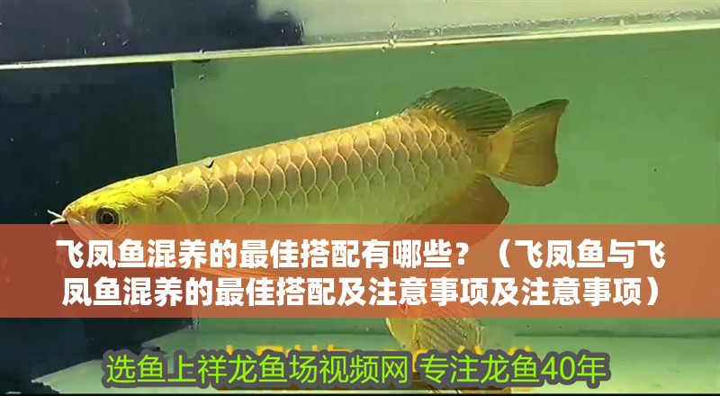 飛鳳魚(yú)混養(yǎng)的最佳搭配有哪些？（飛鳳魚(yú)與飛鳳魚(yú)混養(yǎng)的最佳搭配及注意事項(xiàng)及注意事項(xiàng)） 飛鳳魚(yú)混養(yǎng)的最佳搭配有哪些？（飛鳳魚(yú)與飛鳳魚(yú)混養(yǎng)的最佳搭配及注意事項(xiàng)及注意事項(xiàng)） 龍魚(yú)百科