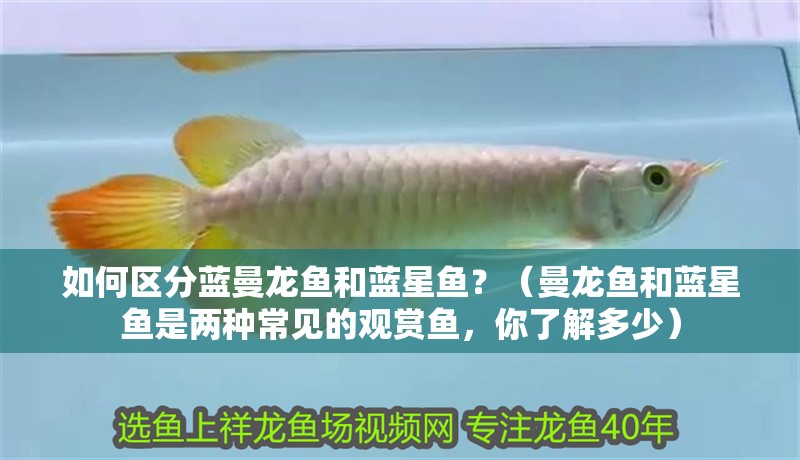 如何區分藍曼龍魚和藍星魚？（曼龍魚和藍星魚是兩種常見的觀賞魚，你了解多少）