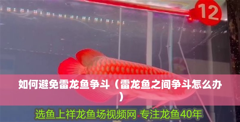 如何避免雷龍魚爭斗（雷龍魚之間爭斗怎么辦）