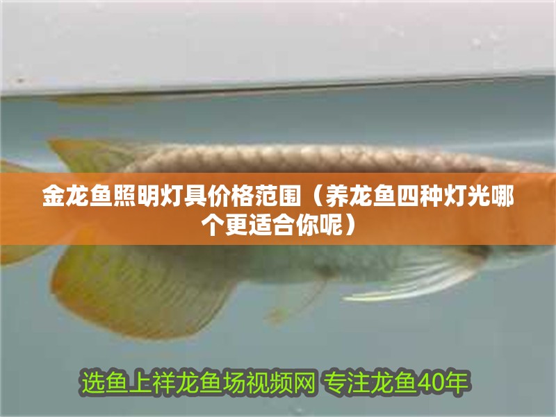 金龍魚照明燈具價(jià)格范圍（養(yǎng)龍魚四種燈光哪個(gè)更適合你呢）
