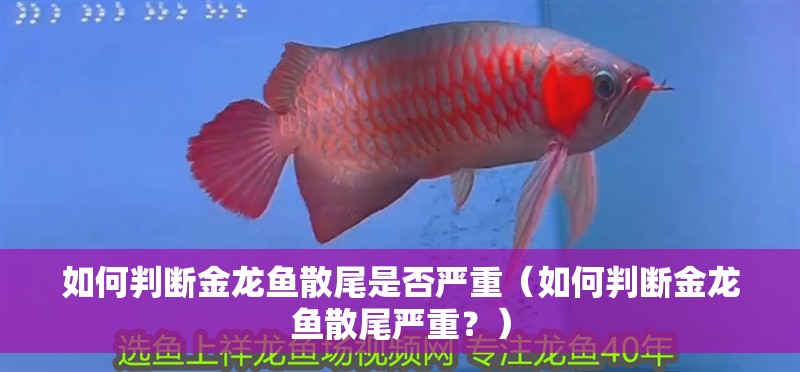 如何判斷金龍魚(yú)散尾是否嚴(yán)重（如何判斷金龍魚(yú)散尾嚴(yán)重？） 如何判斷金龍魚(yú)散尾是否嚴(yán)重（如何判斷金龍魚(yú)散尾嚴(yán)重？） 龍魚(yú)百科