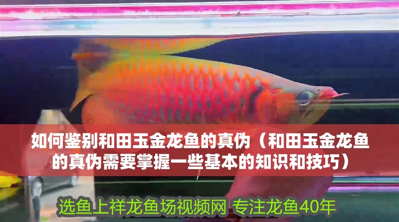 如何鑒別和田玉金龍魚的真偽（和田玉金龍魚的真偽需要掌握一些基本的知識和技巧）