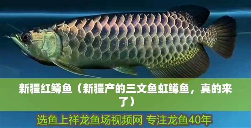 <strong><mark>新疆</mark></strong>紅鱒魚（<strong><mark>新疆</mark></strong>產的三文魚虹鱒魚，真的來了）