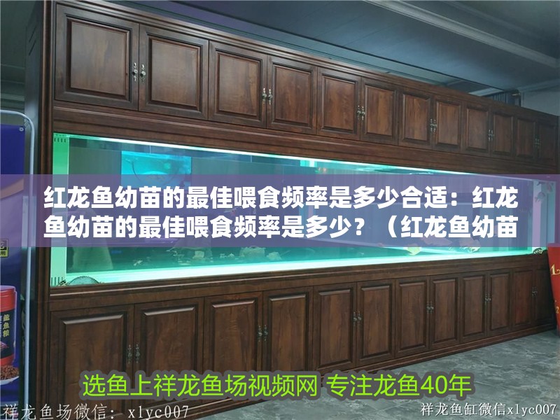 紅龍魚幼苗的最佳喂食頻率是多少合適：紅龍魚幼苗的最佳喂食頻率是多少？（紅龍魚幼苗的喂食頻率）