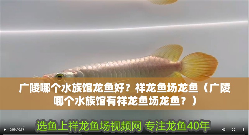 廣陵哪個水族館龍魚好？祥龍魚場龍魚（廣陵哪個水族館有祥龍魚場龍魚？） 廣陵哪個水族館龍魚好？祥龍魚場龍魚（廣陵哪個水族館有祥龍魚場龍魚？） 龍魚百科