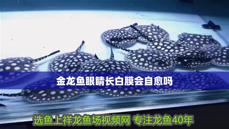 金龍魚眼睛長白膜會自愈嗎