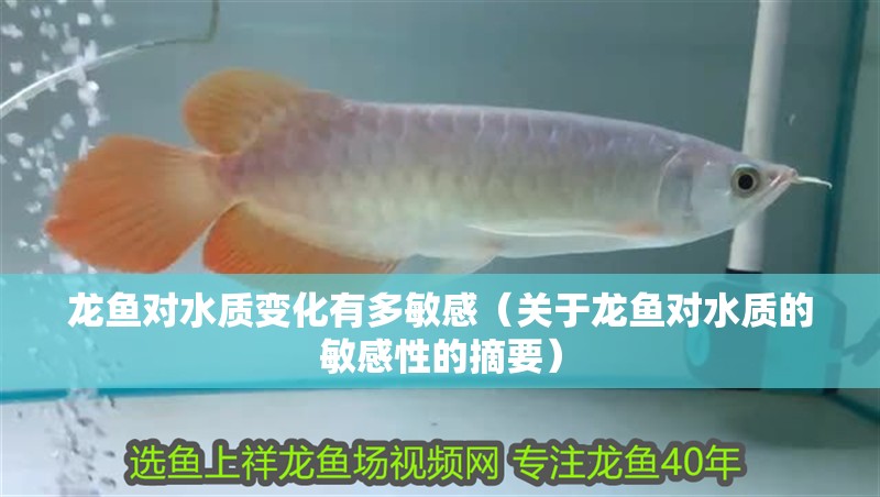 龍魚對水質(zhì)變化有多敏感（關(guān)于龍魚對水質(zhì)的敏感性的摘要）