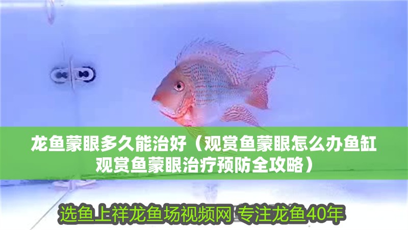 龍魚(yú)蒙眼多久能治好（觀賞魚(yú)蒙眼怎么辦魚(yú)缸觀賞魚(yú)蒙眼治療預(yù)防全攻略）