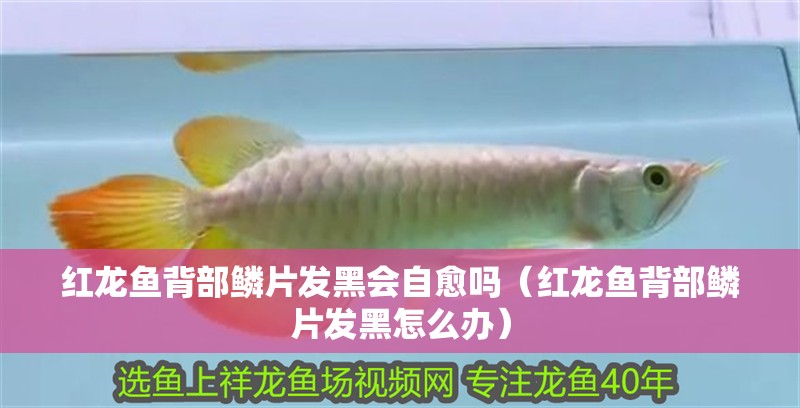 紅龍魚背部鱗片發(fā)黑會自愈嗎（紅龍魚背部鱗片發(fā)黑怎么辦）