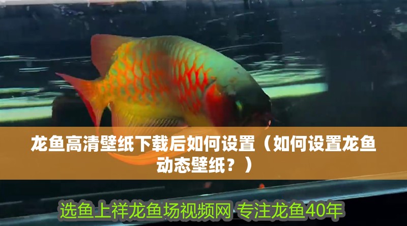 龍魚高清壁紙下載后如何設置（如何設置龍魚動態壁紙？）
