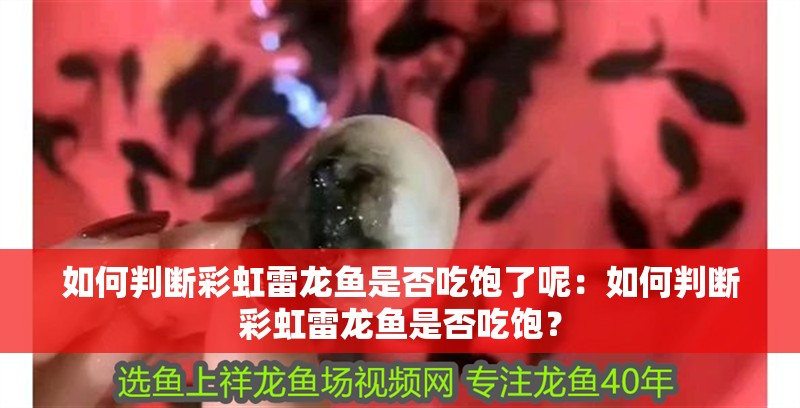 如何判斷彩虹雷龍魚是否吃飽了呢：如何判斷彩虹雷龍魚是否吃飽？