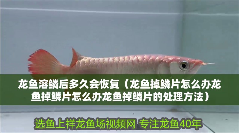 龍魚溶鱗后多久會恢復（龍魚掉鱗片怎么辦龍魚掉鱗片怎么辦龍魚掉鱗片的處理方法）