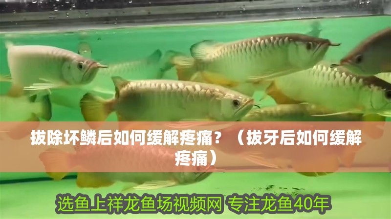 拔除壞鱗后如何緩解疼痛？（拔牙后如何緩解疼痛）