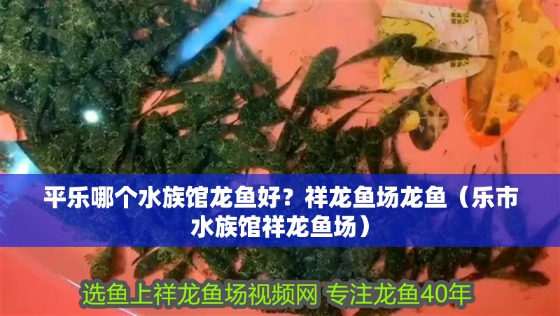平樂哪個水族館龍魚好？祥龍魚場龍魚（樂市水族館祥龍魚場）