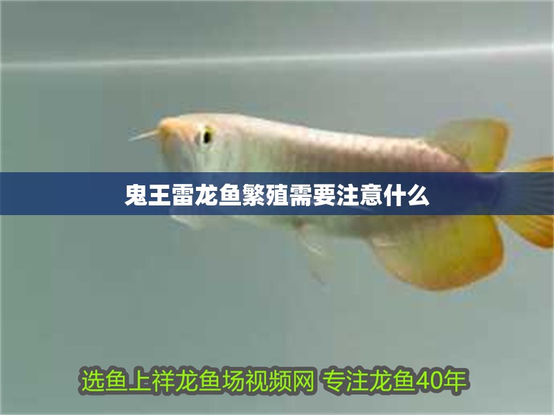鬼王雷龍魚繁殖需要注意什么