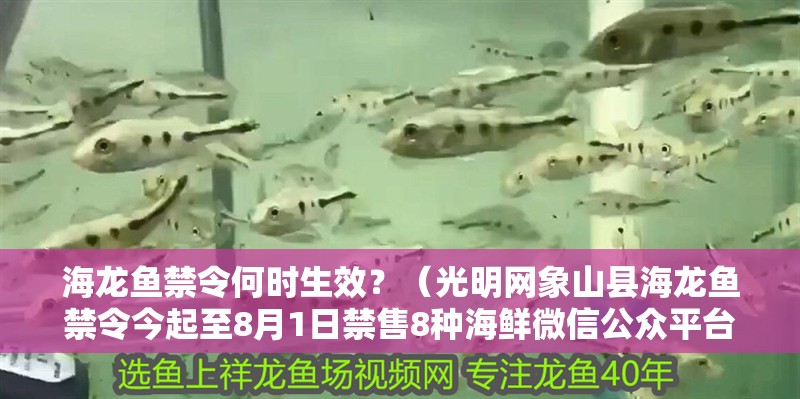 海龍魚禁令何時生效？（光明網象山縣海龍魚禁令今起至8月1日禁售8種海鮮微信公眾平臺）
