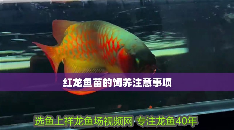 紅龍魚苗的飼養(yǎng)注意事項(xiàng)