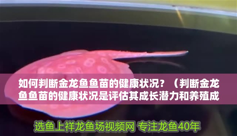 魚缸過(guò)濾器選購(gòu)指南:自制魚缸過(guò)濾器魚缸上置過(guò)濾器對(duì)于養(yǎng)魚愛(ài)好者的必備知識(shí) 如何判斷金龍魚魚苗的健康狀況?(判斷金龍魚魚苗的健康狀況是評(píng)估其成長(zhǎng)潛力和養(yǎng)殖成功的關(guān)鍵因素) 龍魚百科 如何判斷金龍魚魚苗的健康狀況?(判斷金龍魚魚苗的健康狀況是評(píng)估其成長(zhǎng)潛力和養(yǎng)殖成功的關(guān)鍵因素) 如何判斷金龍魚魚苗的健康狀況?(判斷金龍魚魚苗的健康狀況是評(píng)估其成長(zhǎng)潛力和養(yǎng)殖成功的關(guān)鍵因素) 龍魚百科