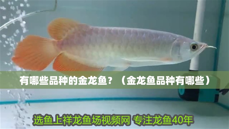 有哪些品種的金龍魚？（金龍魚品種有哪些）