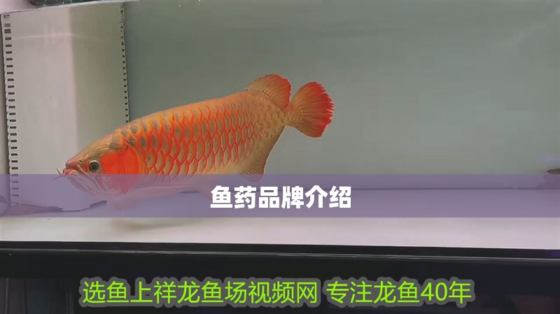 魚藥品牌介紹