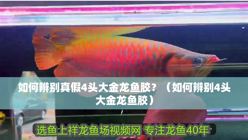 如何辨別真假4頭大金龍魚膠？（如何辨別4頭大金龍魚膠）
