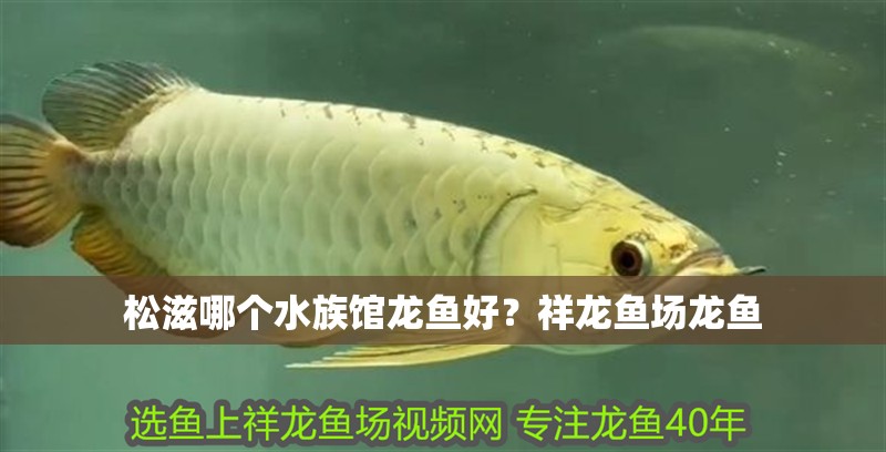 <strong><mark>松滋</mark></strong>哪個(gè)水族館龍魚好？祥龍魚場龍魚