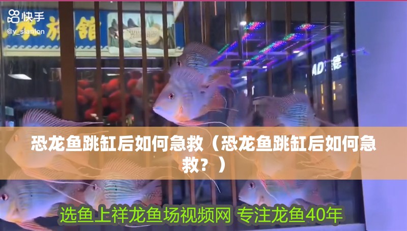 恐龍魚跳缸后如何急救（恐龍魚跳缸后如何急救？）