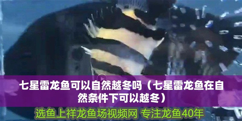 七星雷龍魚可以自然越冬嗎（七星雷龍魚在自然條件下可以越冬）
