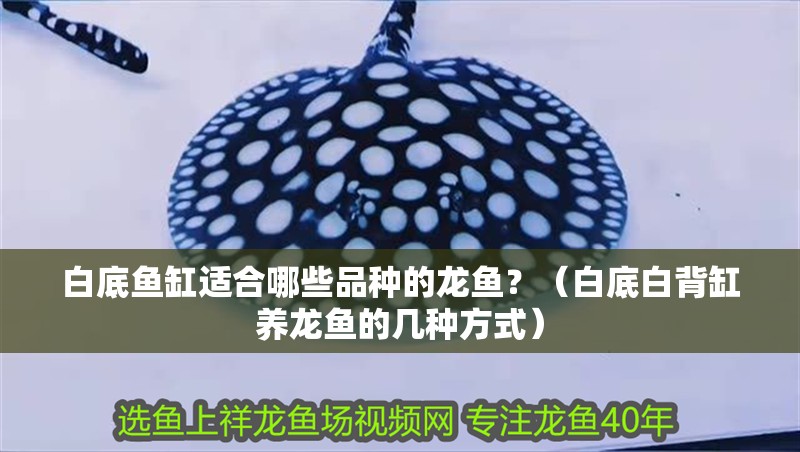 白底魚缸適合哪些品種的龍魚？（白底白背缸養龍魚的幾種方式） 白底魚缸適合哪些品種的龍魚？（白底白背缸養龍魚的幾種方式） 龍魚百科