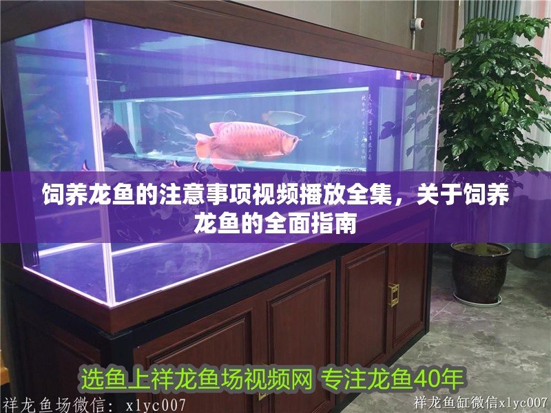 飼養龍魚的注意事項視頻播放全集，關于飼養龍魚的全面指南