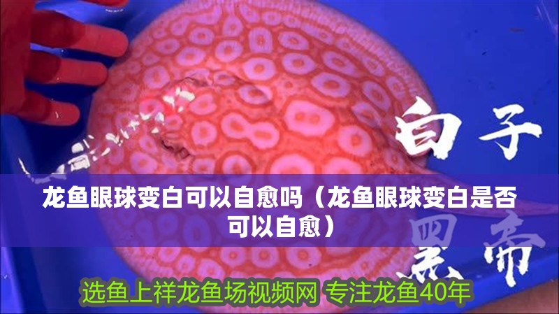 龍魚(yú)眼球變白可以自愈嗎（龍魚(yú)眼球變白是否可以自愈）