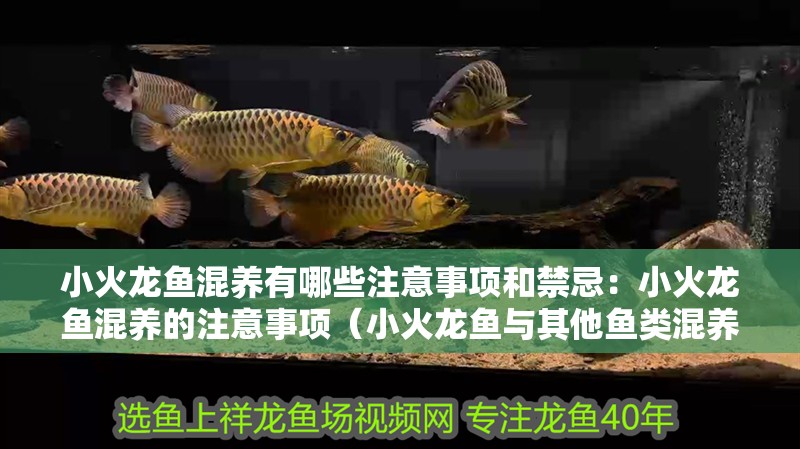 小火龍魚混養有哪些注意事項和禁忌：小火龍魚混養的注意事項（小火龍魚與其他魚類混養時應注意的事項） 小火龍魚混養有哪些注意事項和禁忌：小火龍魚混養的注意事項（小火龍魚與其他魚類混養時應注意的事項） 水族問答