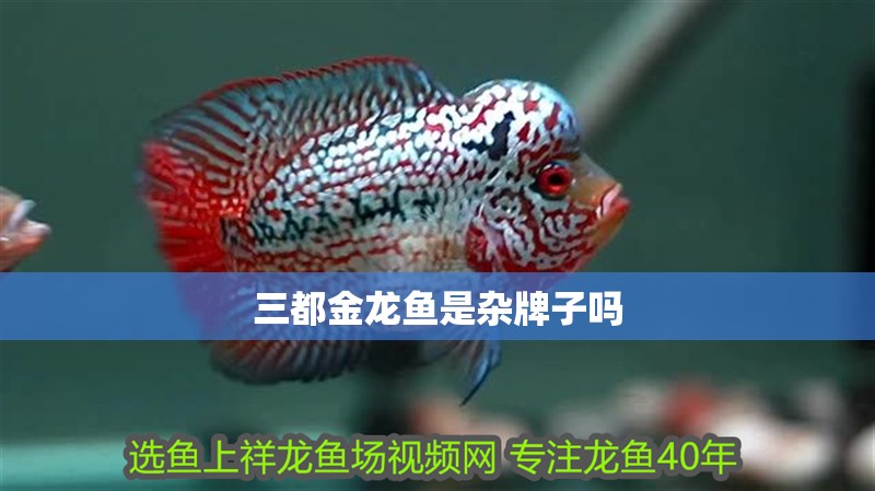 <strong><mark>三都</mark></strong>金龍魚是雜牌子嗎