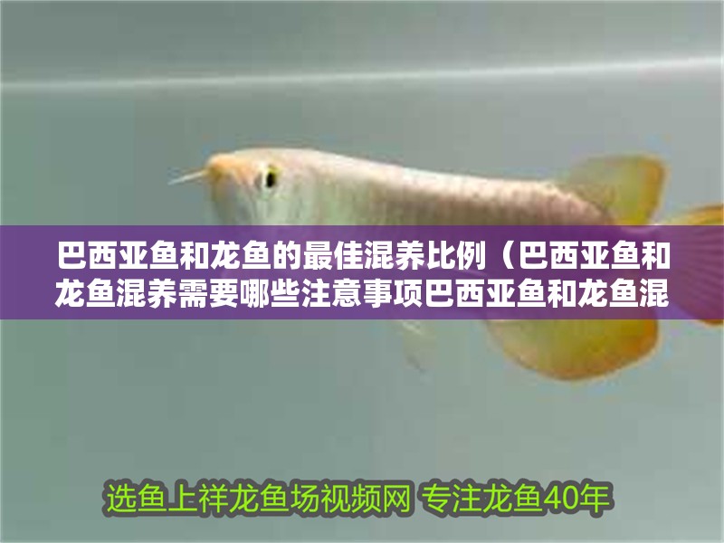 巴西亞魚和龍魚的最佳混養比例（巴西亞魚和龍魚混養需要哪些注意事項巴西亞魚和龍魚混養攻略）