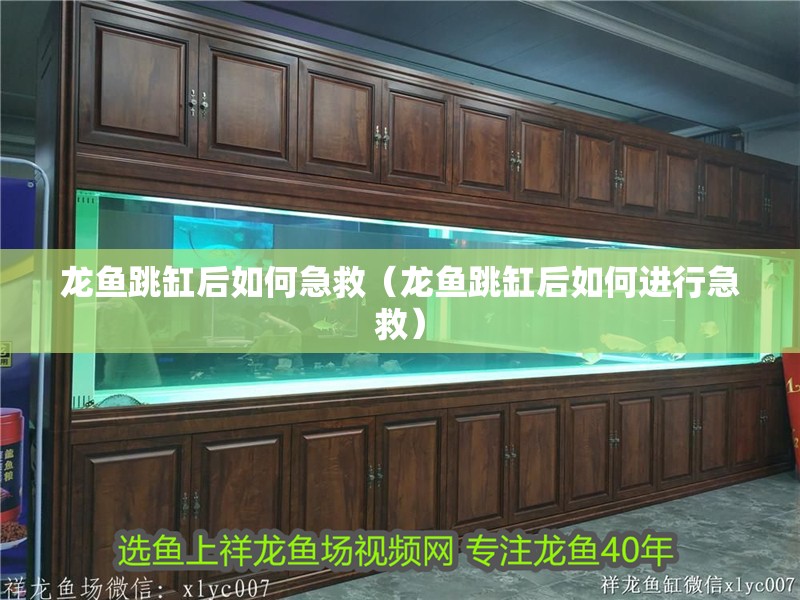 龍魚跳缸后如何急救（龍魚跳缸后如何進行急救）
