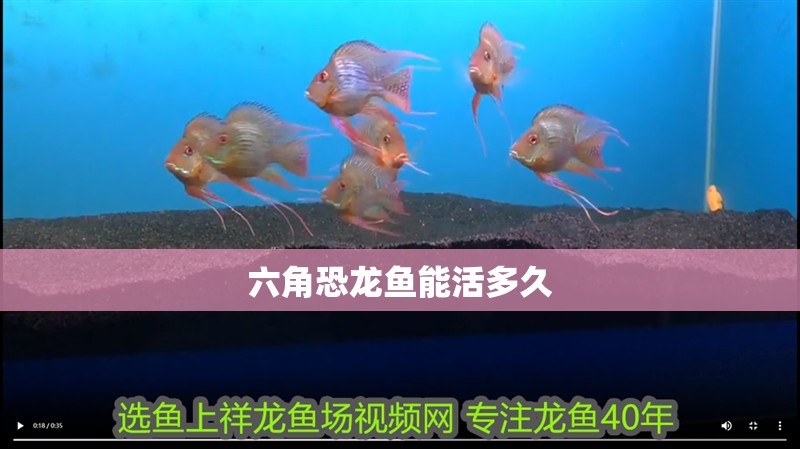 六角恐龍魚能活多久 六角恐龍魚能活多久 龍魚百科