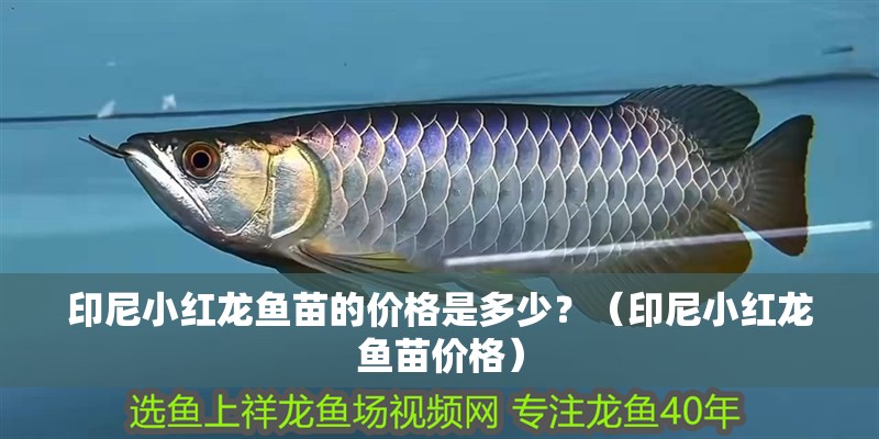 印尼小紅龍魚苗的價格是多少？（印尼小紅龍魚苗價格）