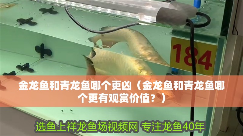 金龍魚和青龍魚哪個更兇（金龍魚和青龍魚哪個更有觀賞價值？）