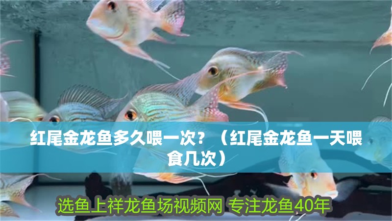 紅尾金龍魚多久喂一次？（紅尾金龍魚一天喂食幾次）