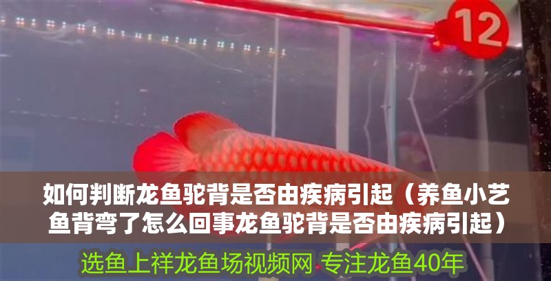 如何判斷龍魚駝背是否由疾病引起（養魚小藝魚背彎了怎么回事龍魚駝背是否由疾病引起） 如何判斷龍魚駝背是否由疾病引起（養魚小藝魚背彎了怎么回事龍魚駝背是否由疾病引起） 龍魚百科