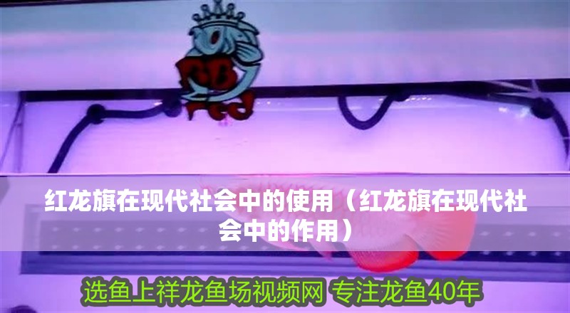 龍魚(yú)干蝦有營(yíng)養(yǎng)嗎 紅龍旗在現(xiàn)代社會(huì)中的使用(紅龍旗在現(xiàn)代社會(huì)中的作用) 龍魚(yú)百科 紅龍旗在現(xiàn)代社會(huì)中的使用(紅龍旗在現(xiàn)代社會(huì)中的作用) 紅龍旗在現(xiàn)代社會(huì)中的使用(紅龍旗在現(xiàn)代社會(huì)中的作用) 龍魚(yú)百科