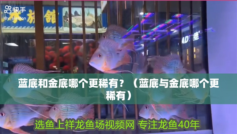 藍底和金底哪個更稀有？（藍底與金底哪個更稀有）