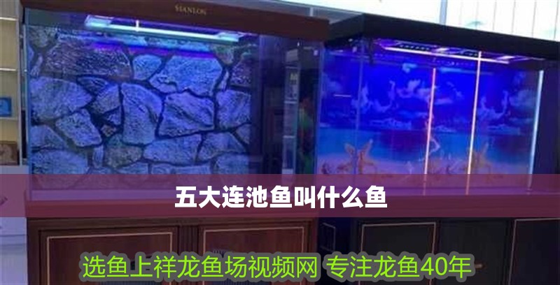 五大連池魚叫什么魚