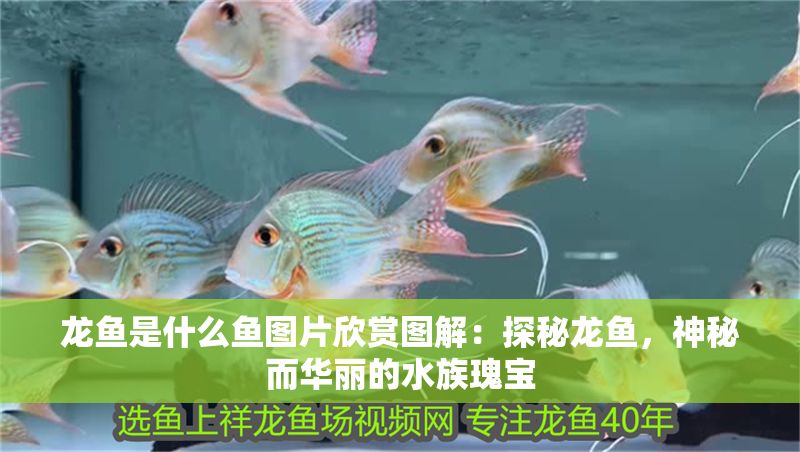 龍魚是什么魚圖片欣賞圖解：探秘龍魚，神秘而華麗的水族瑰寶