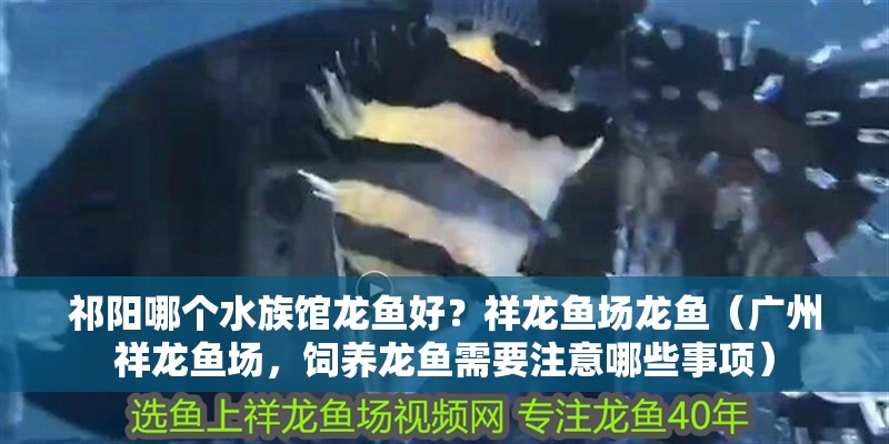 祁陽哪個水族館龍魚好？祥龍魚場龍魚（廣州祥龍魚場，飼養龍魚需要注意哪些事項）