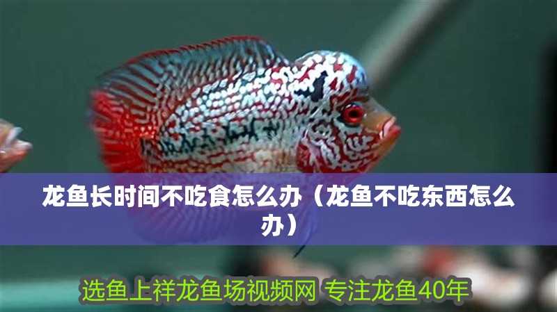 龍魚長時間不吃食怎么辦（龍魚不吃東西怎么辦）